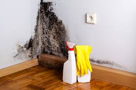 Professional Mold Prevention & Removal  in Osborne, KS